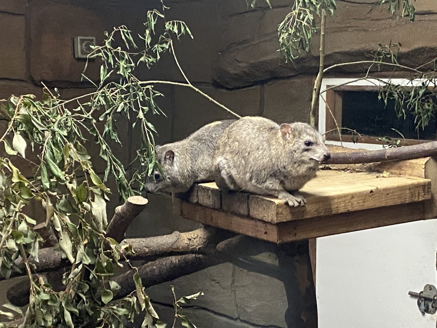 Arabian rock hyraxes 020822