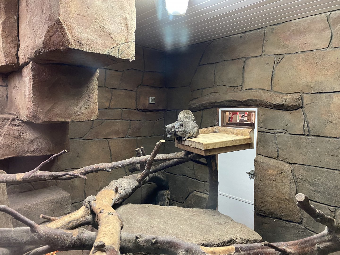 Arabian rock hyraxes 101119