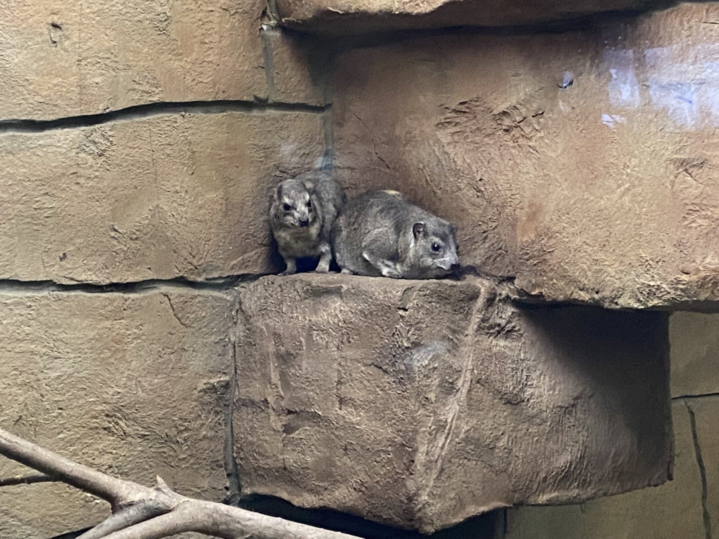 Arabian rock hyraxes 160122