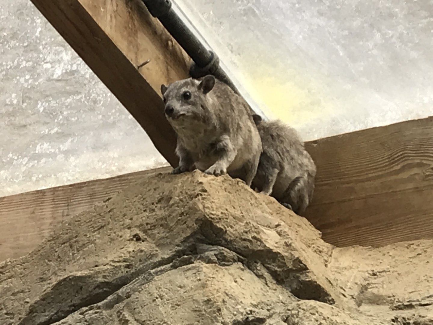 Arabian rock hyraxes 250318