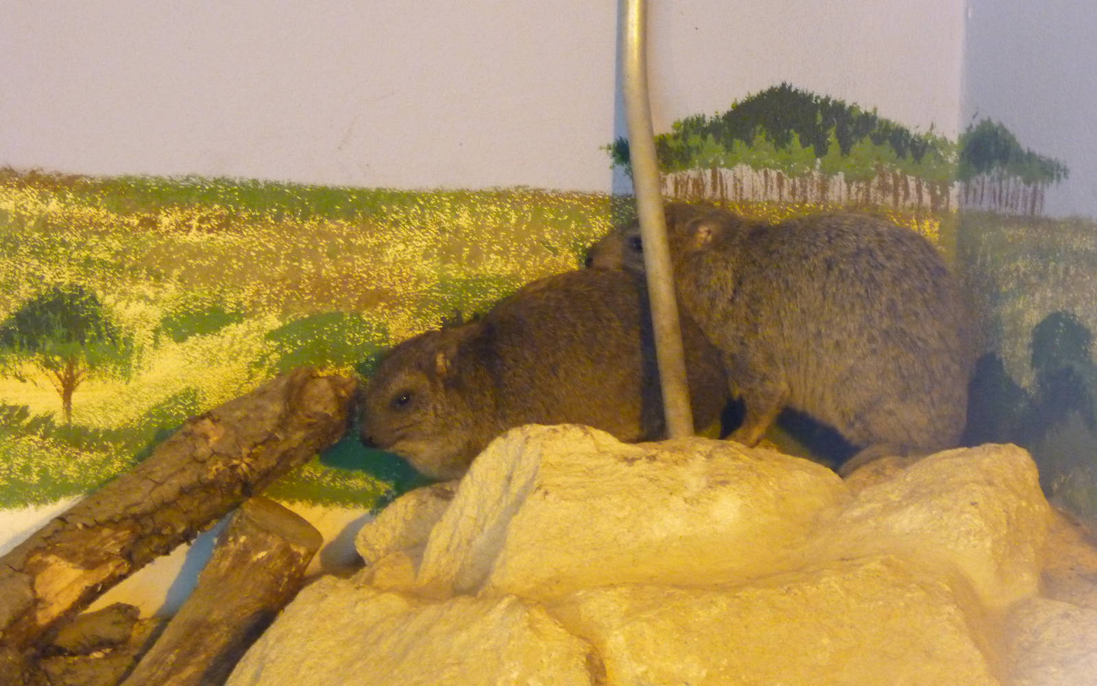 Arabian Rock Hyraxes