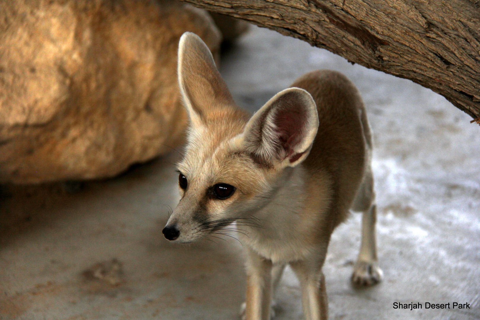 Arabian Rueppell's sand fox (Vulpes rueppellii sabaea) Sept 2018