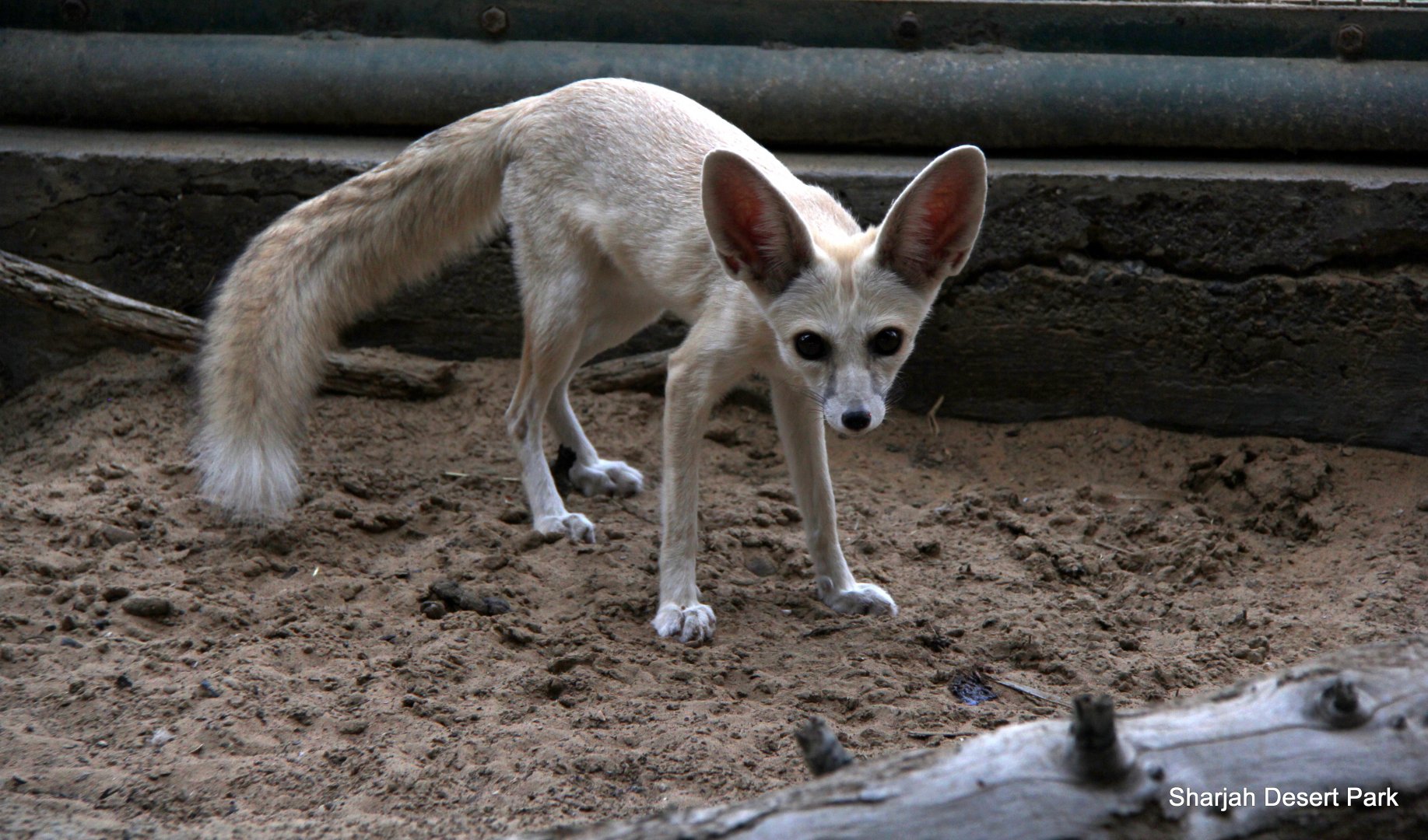 Arabian Rueppell's sand fox (Vulpes rueppellii sabaea) Sept 2018