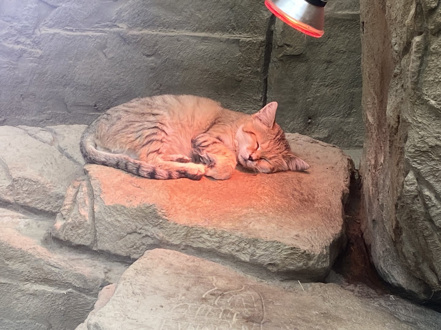 Arabian sand cat 020822