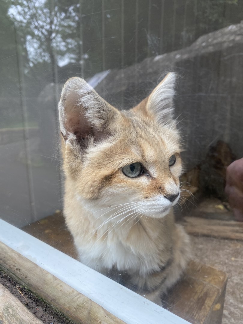 Arabian sand cat 020822