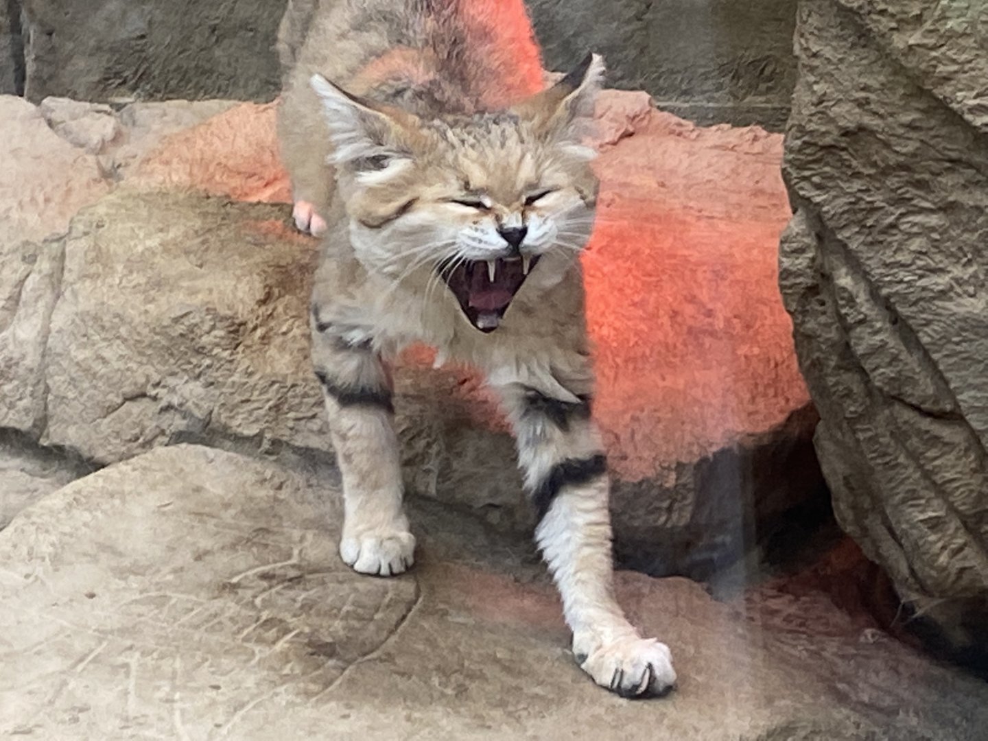 Arabian sand cat 020822