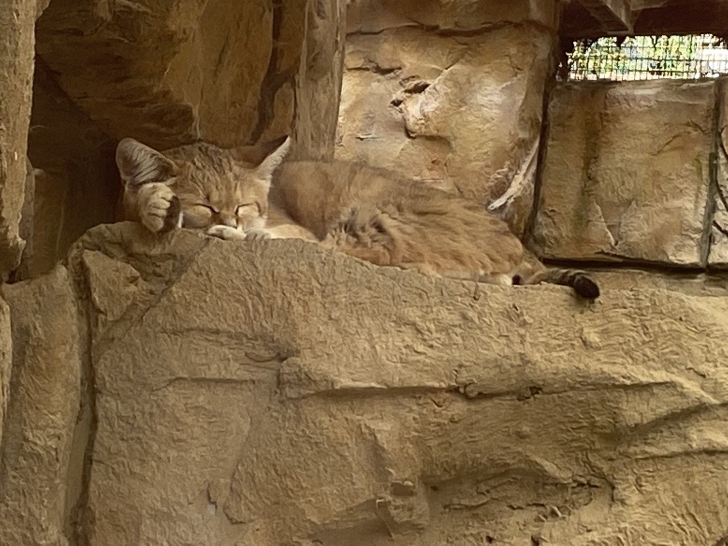 Arabian sand cat 070820