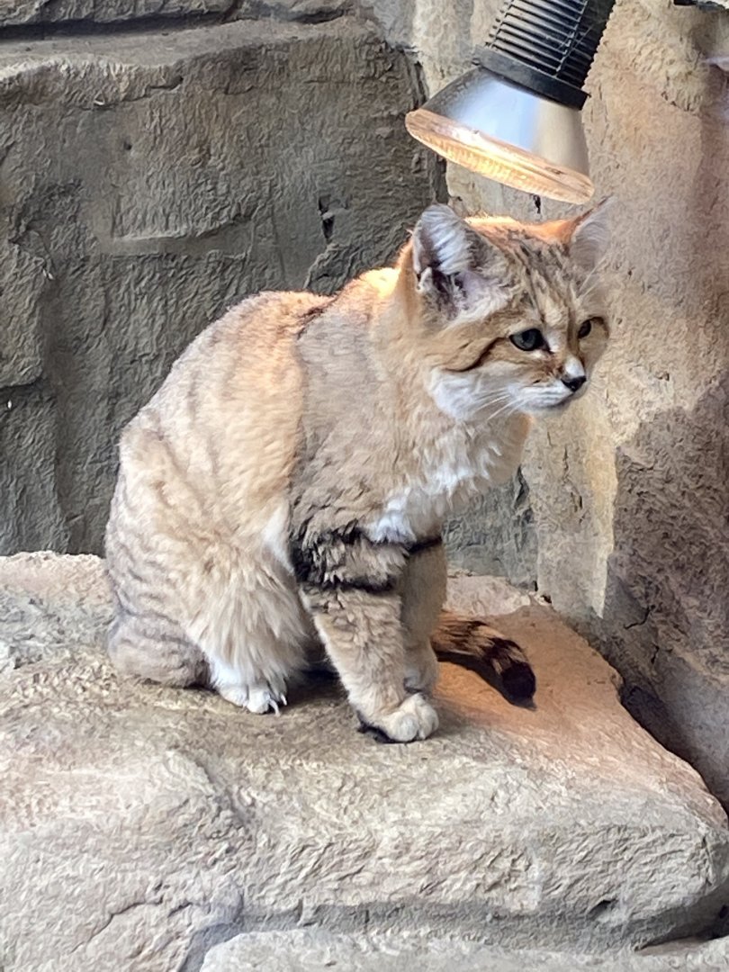 Arabian sand cat 101119