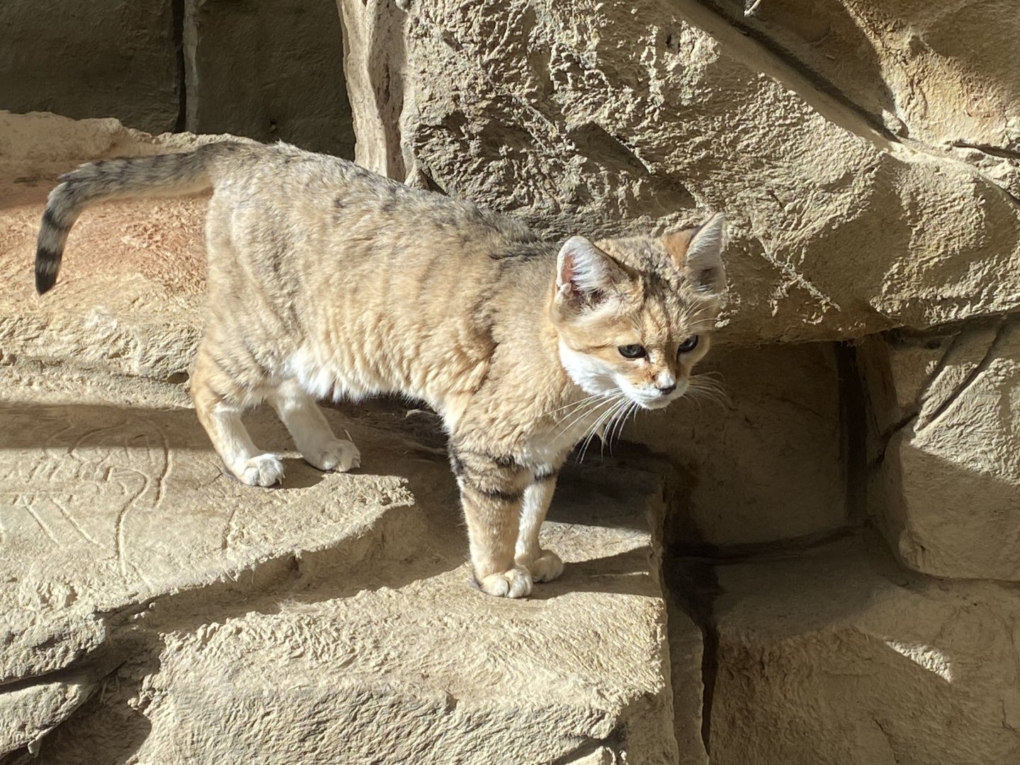 Arabian sand cat 141023