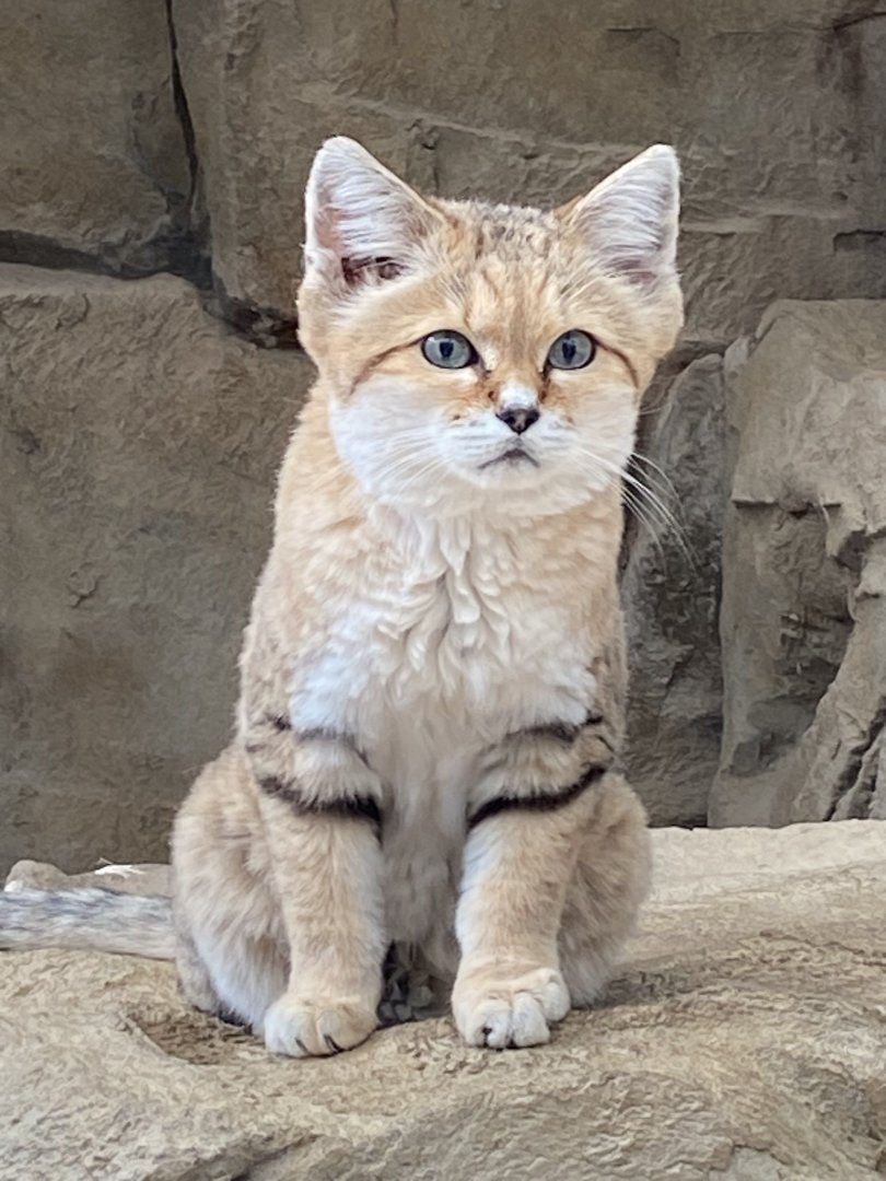 Arabian sand cat 141023