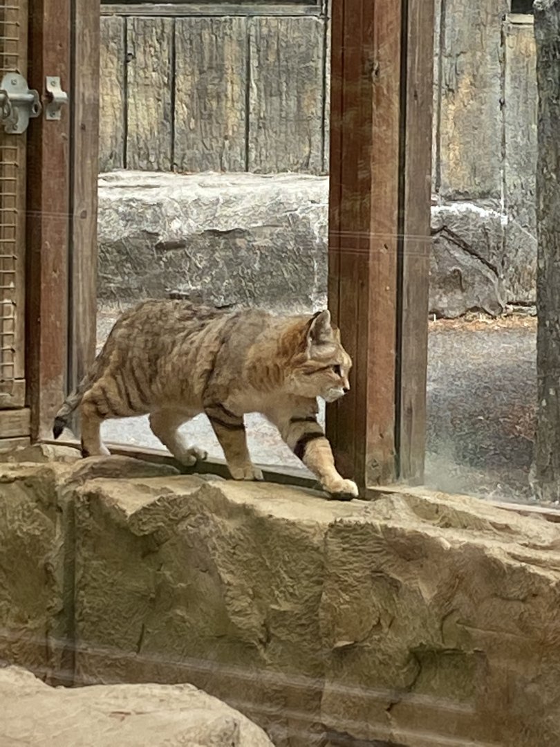 Arabian sand cat 150522