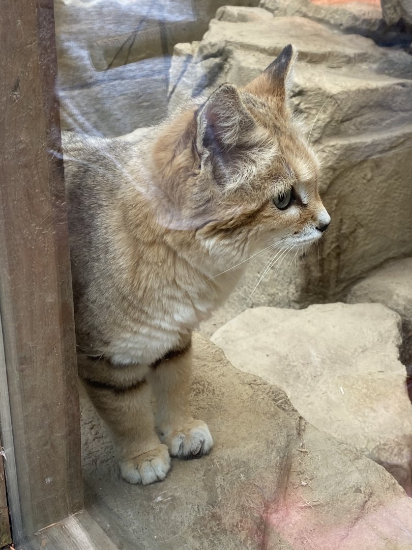 Arabian sand cat 150522
