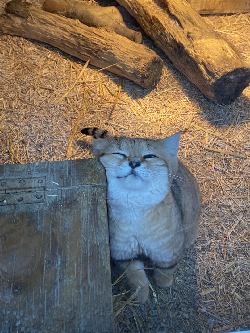 Arabian sand cat 160122