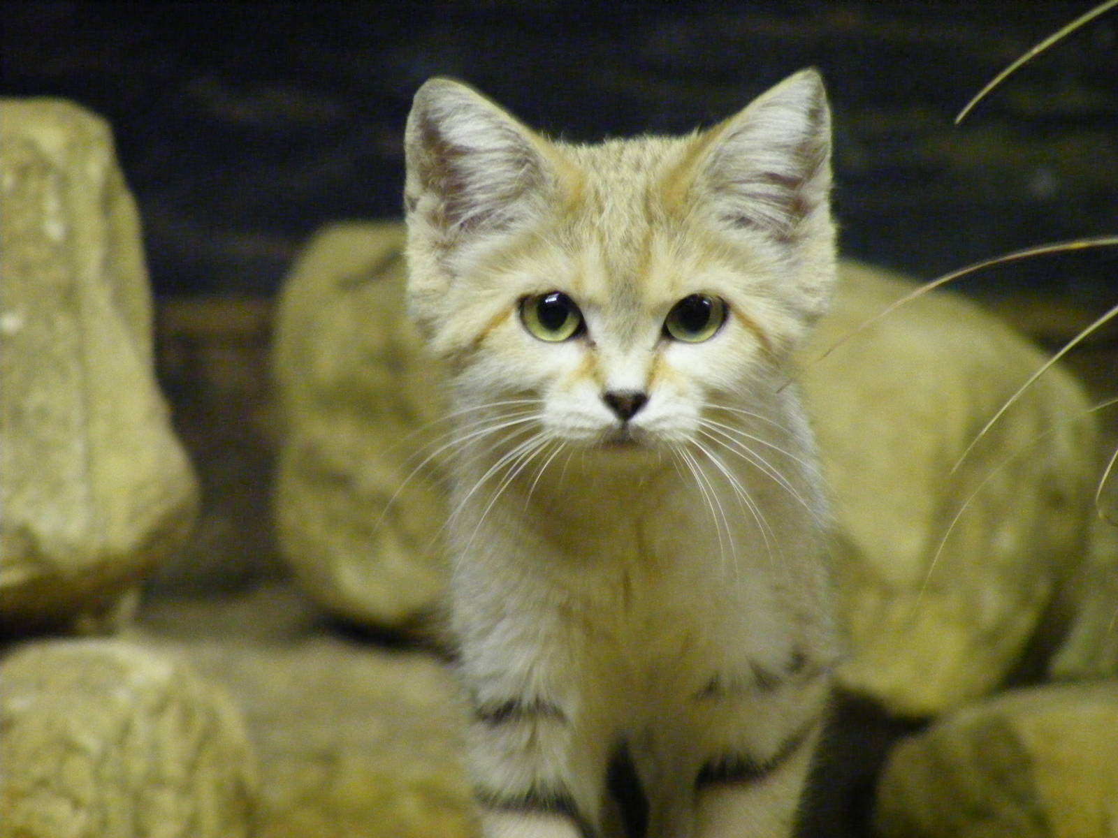 Arabian sand cat at Bristol Zoo, 1 August 2010