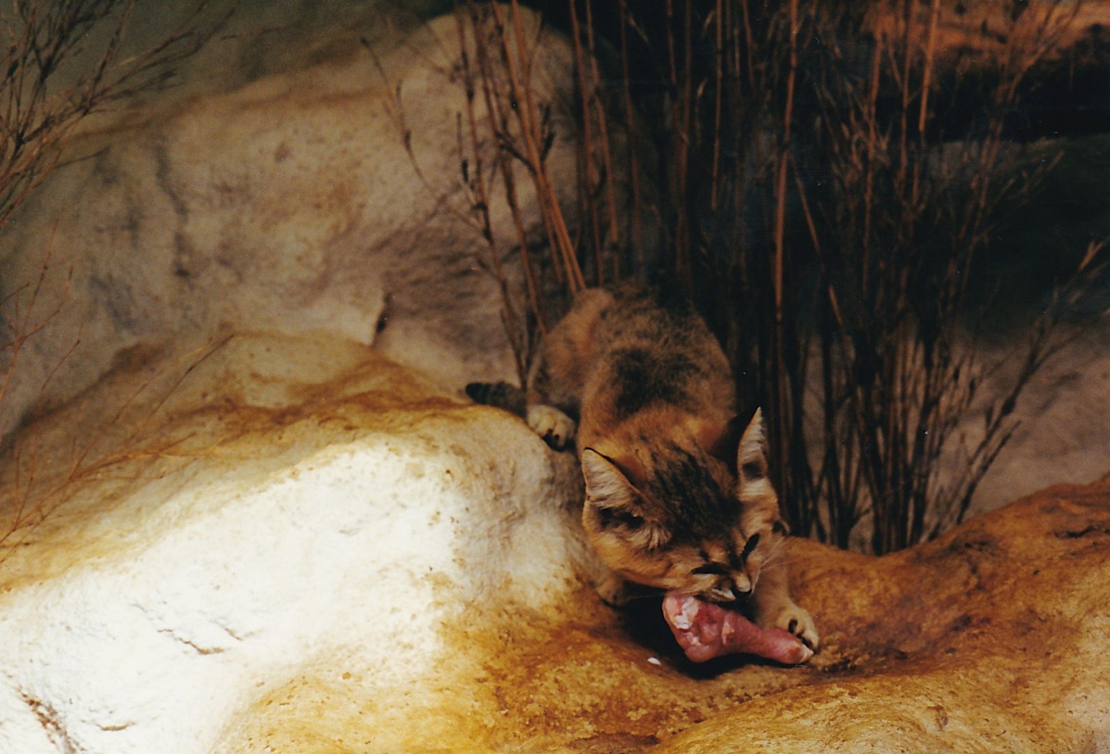 Arabian sand cat at Colchester Zoo