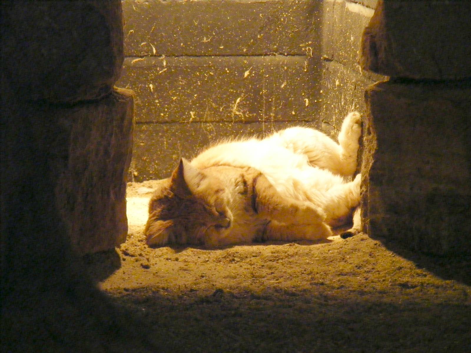 Arabian sand cat at Marwell Wildlife, 17 January 2010