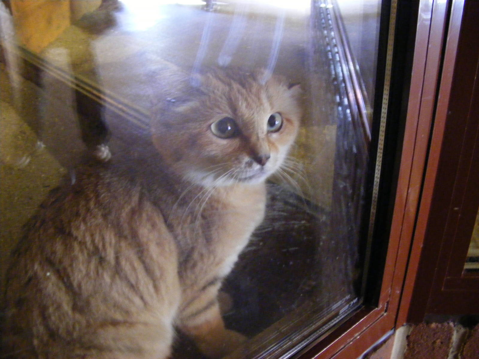 Arabian sand cat at Marwell Wildlife, 17 January 2010