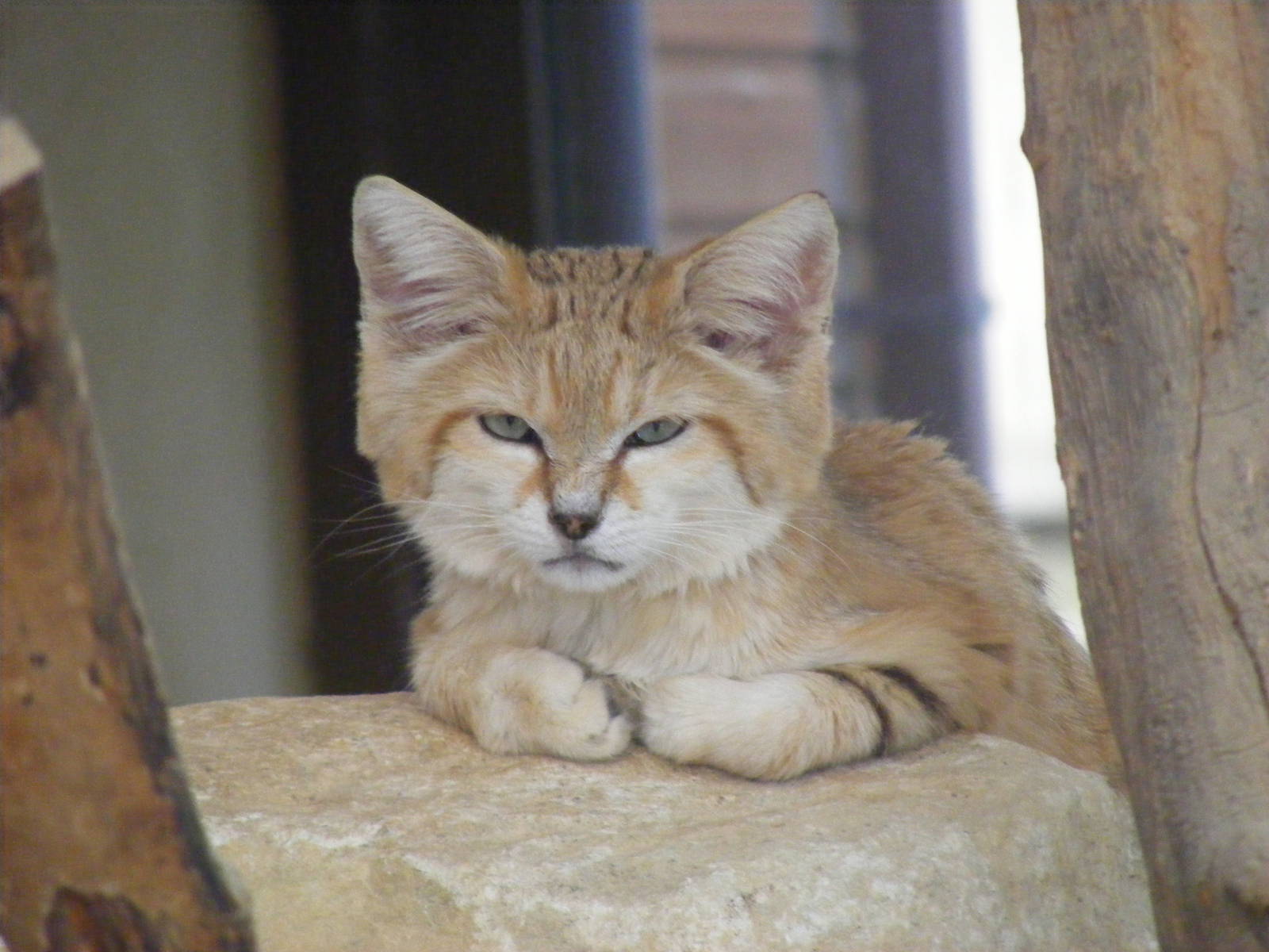 Arabian sand cat at Marwell Wildlife, 8 July 2011
