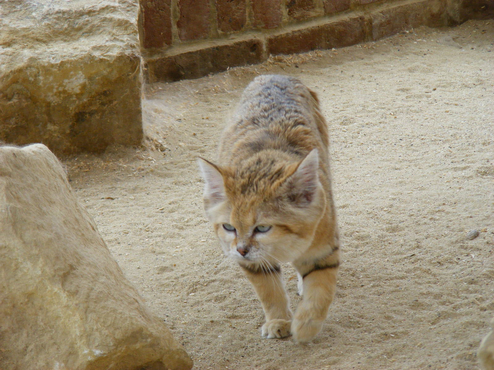 Arabian sand cat at Marwell Wildlife, 9 May 2010