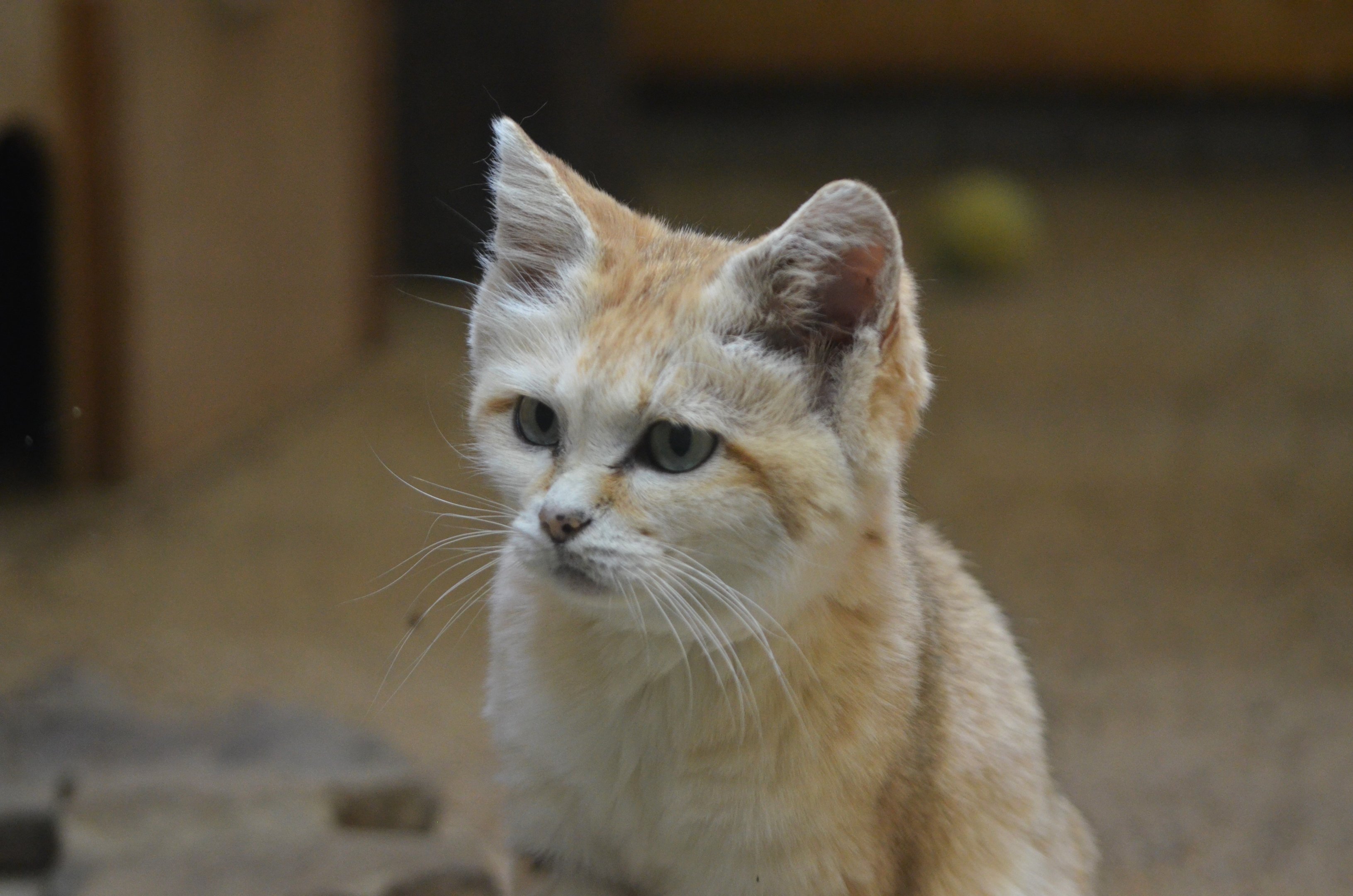Arabian Sand Cat at Wuppertal, 16/06/19