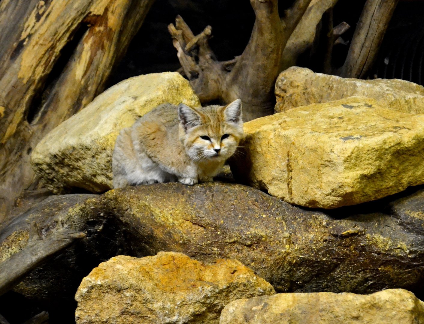Arabian Sand Cat - December 2015