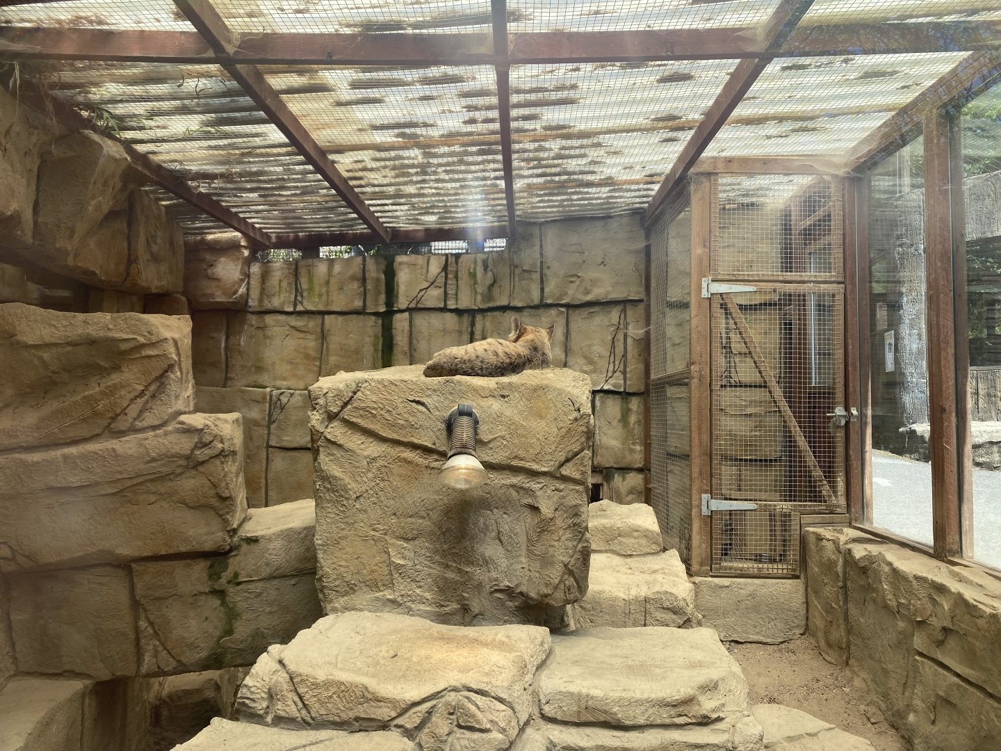Arabian sand cat enclosure 010621
