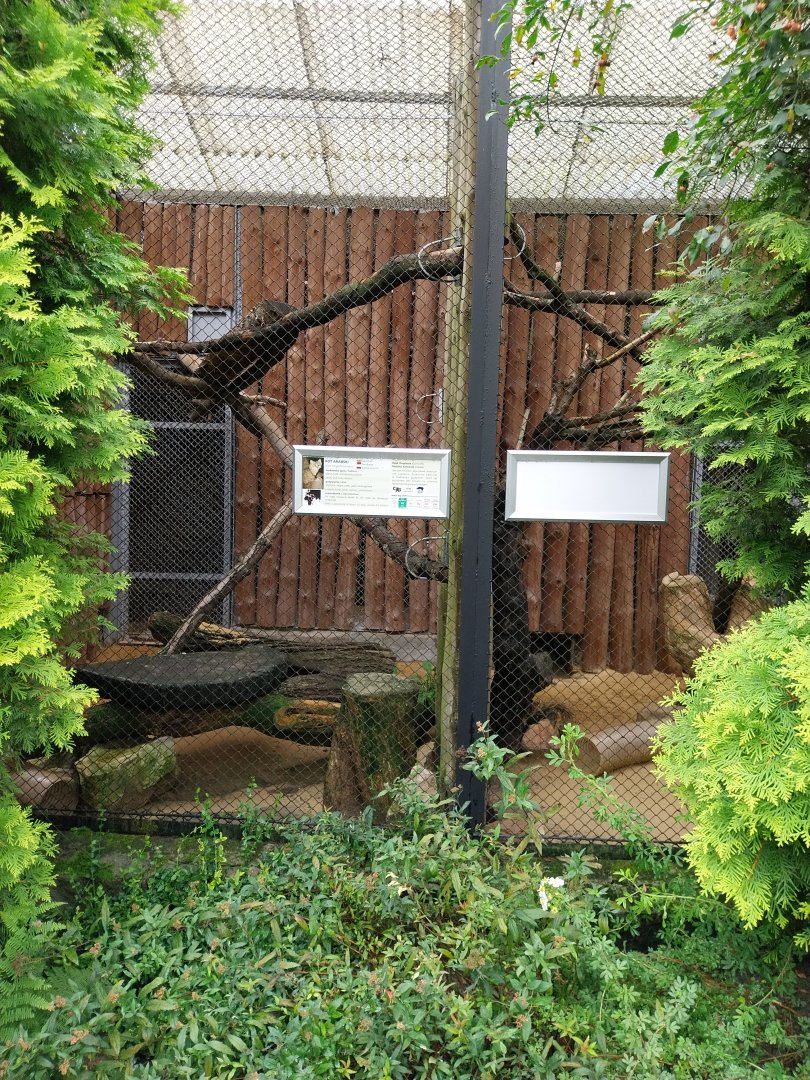 Arabian Sand Cat enclosures