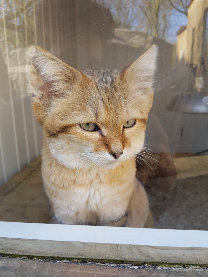 Arabian Sand Cat - Exmoor Zoo, 2016.