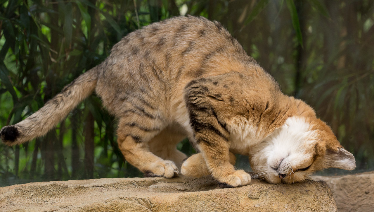 Arabian sand cat : Exmoor Zoo : 22 May 2015
