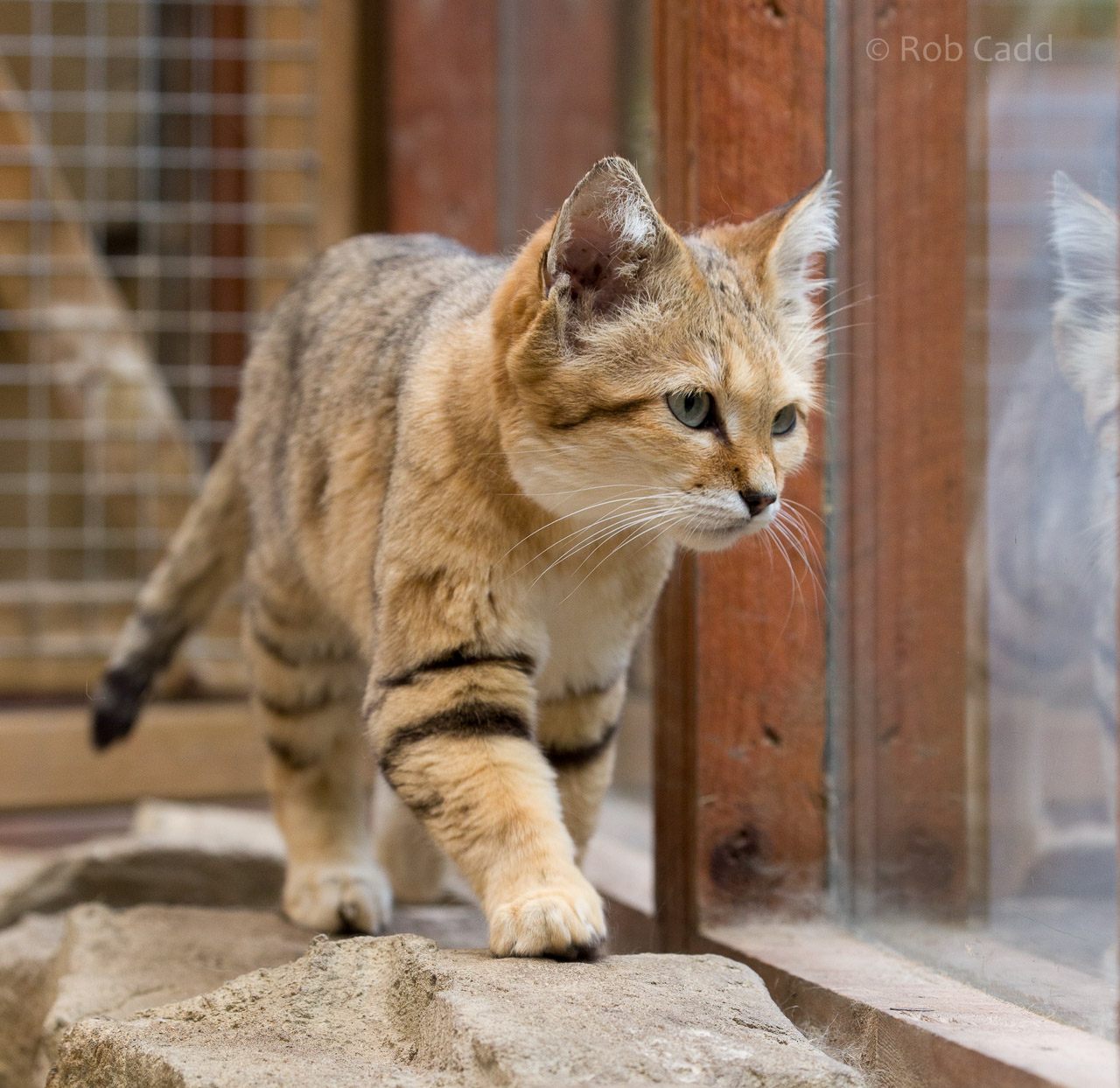 Arabian sand cat : Exmoor Zoo : 22 May 2015