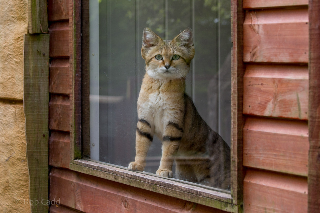 Arabian sand cat : Exmoor Zoo : 22 May 2015