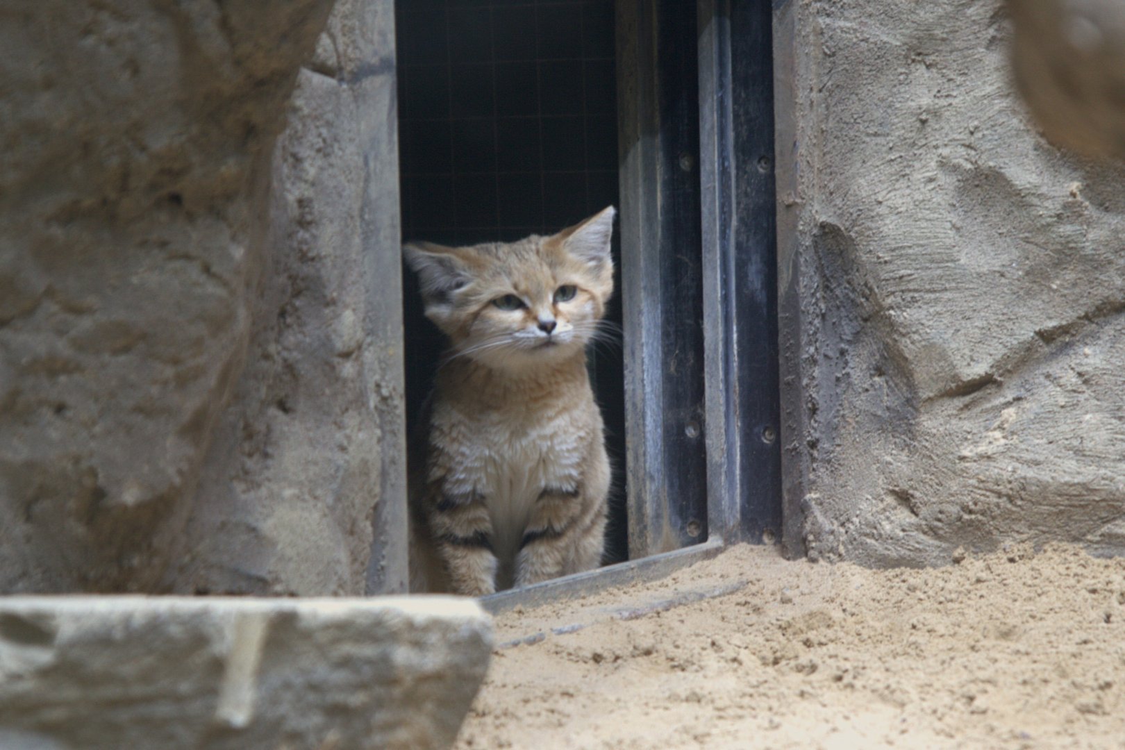 Arabian Sand Cat (Felis margarita harrisoni), 16-09-25