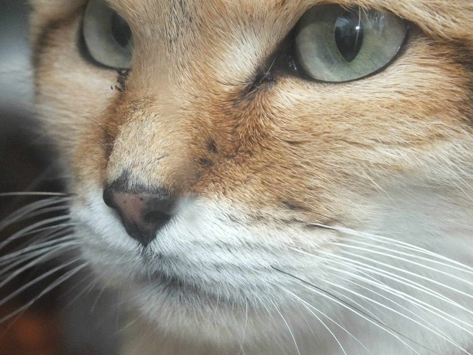 Arabian Sand Cat (Felis margarita harrisoni) at Exmoor Zoo - January 28th 2