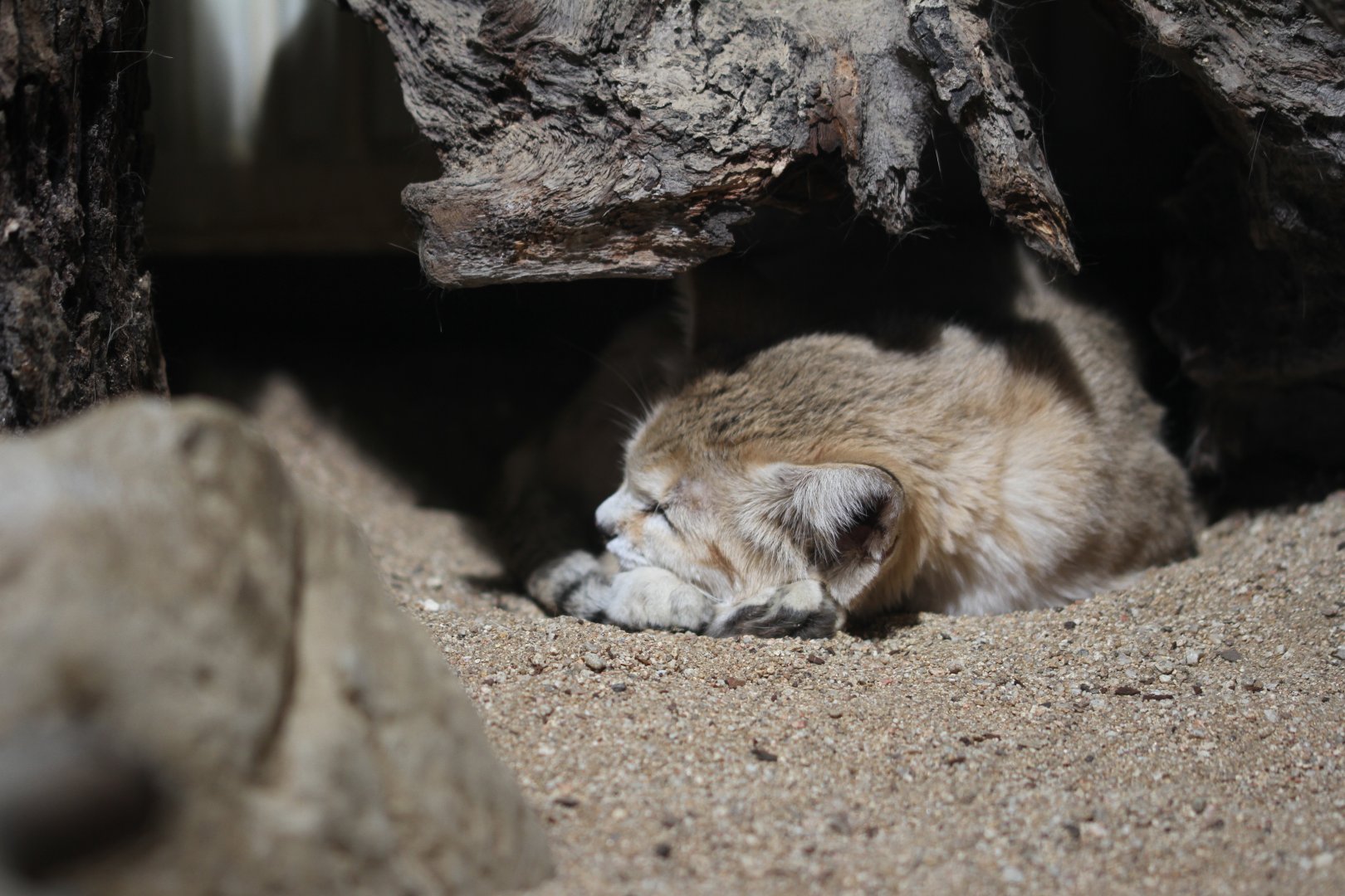 Arabian sand cat (Felis margarita harrisoni)