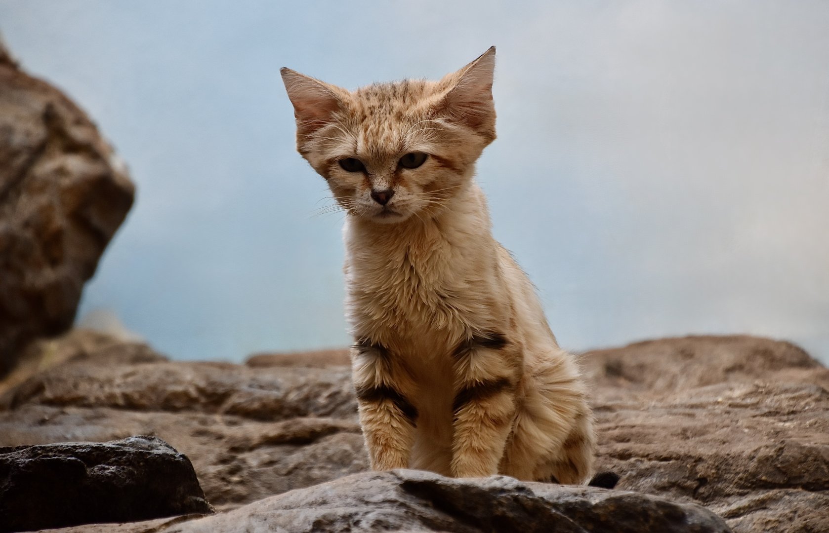 Arabian Sand Cat (Felis margarita harrisoni)