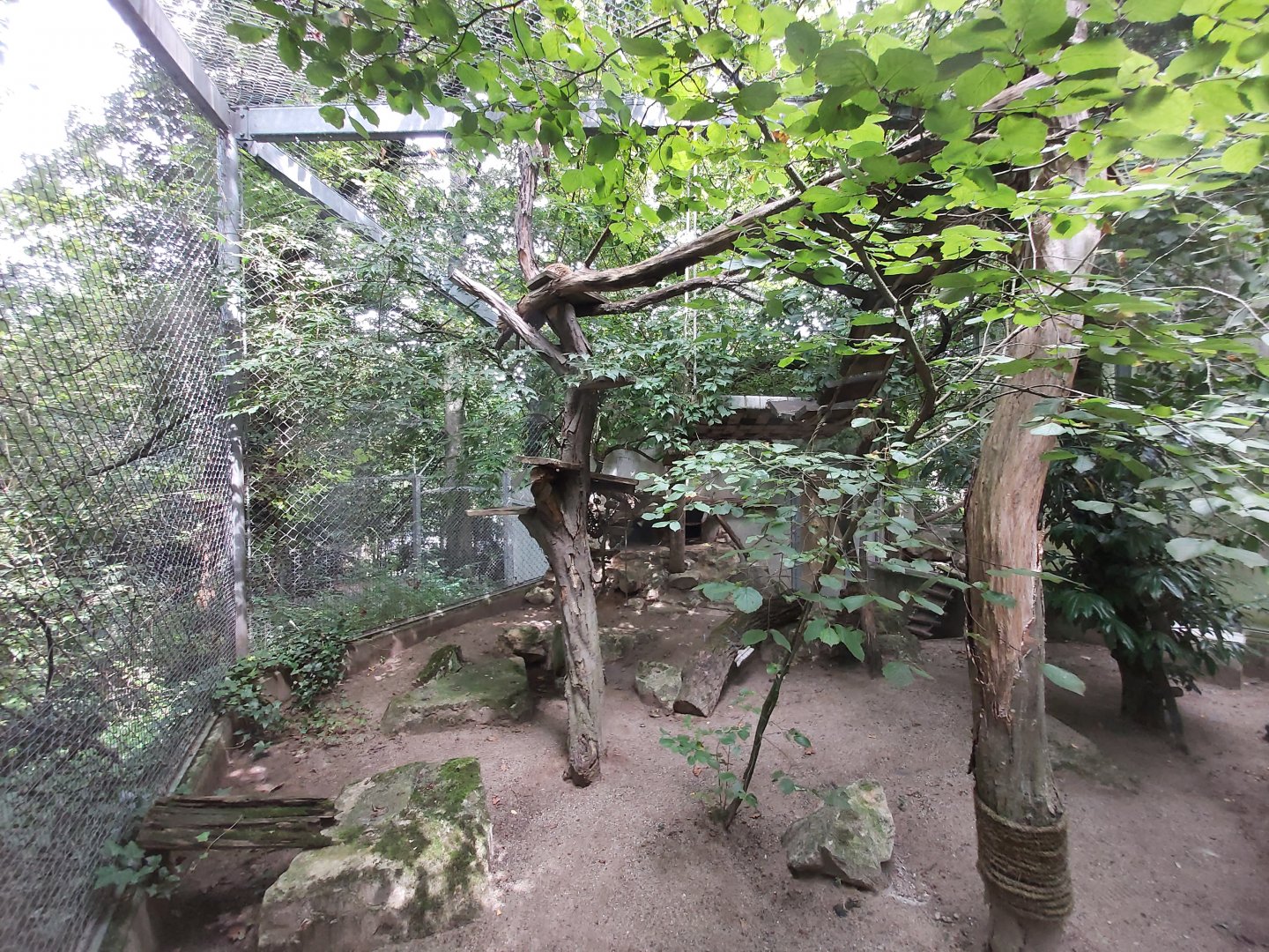 Arabian sand cat first aviary
