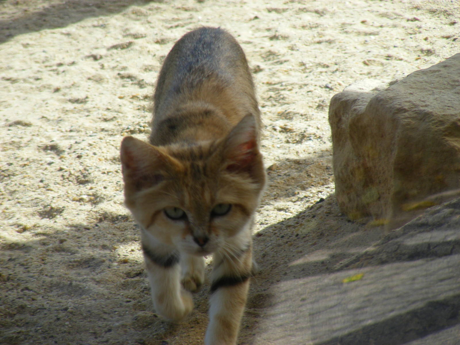 Arabian sand cat in Desert Carnivores exhibit at Marwell Wildlife, 25 July