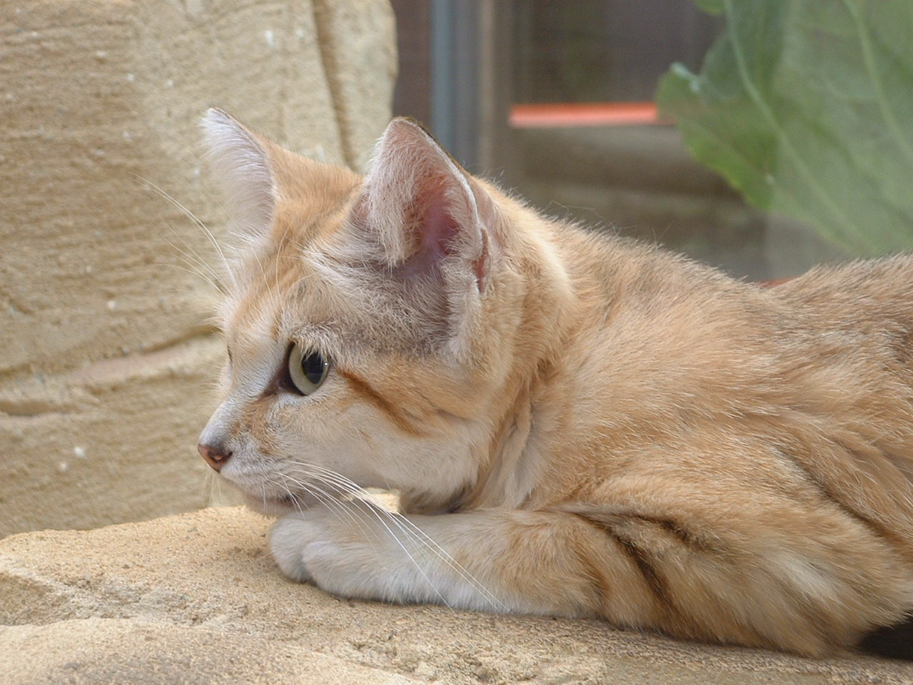 Arabian Sand Cat - July 2011