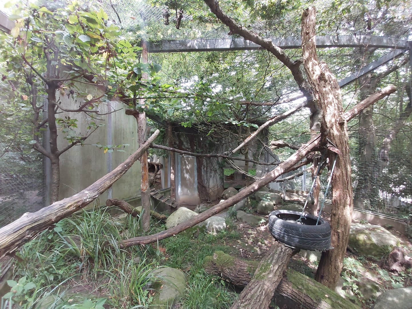 Arabian sand cat second aviary