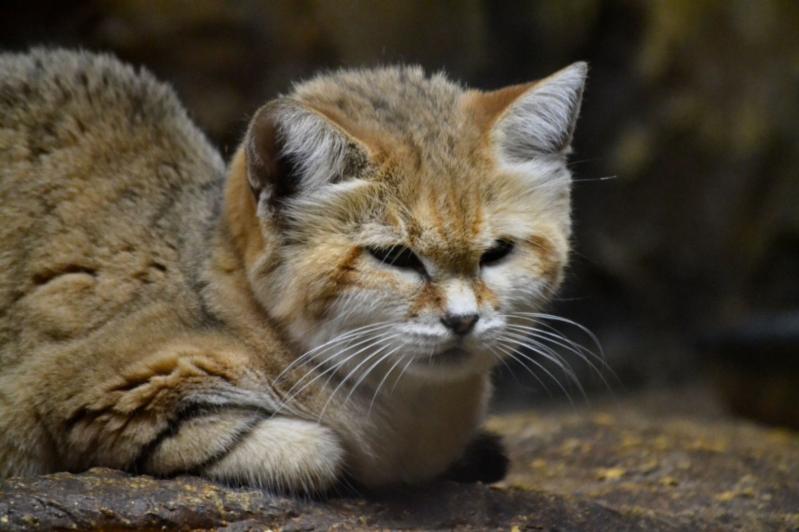 Arabian Sand Cat - September 2016
