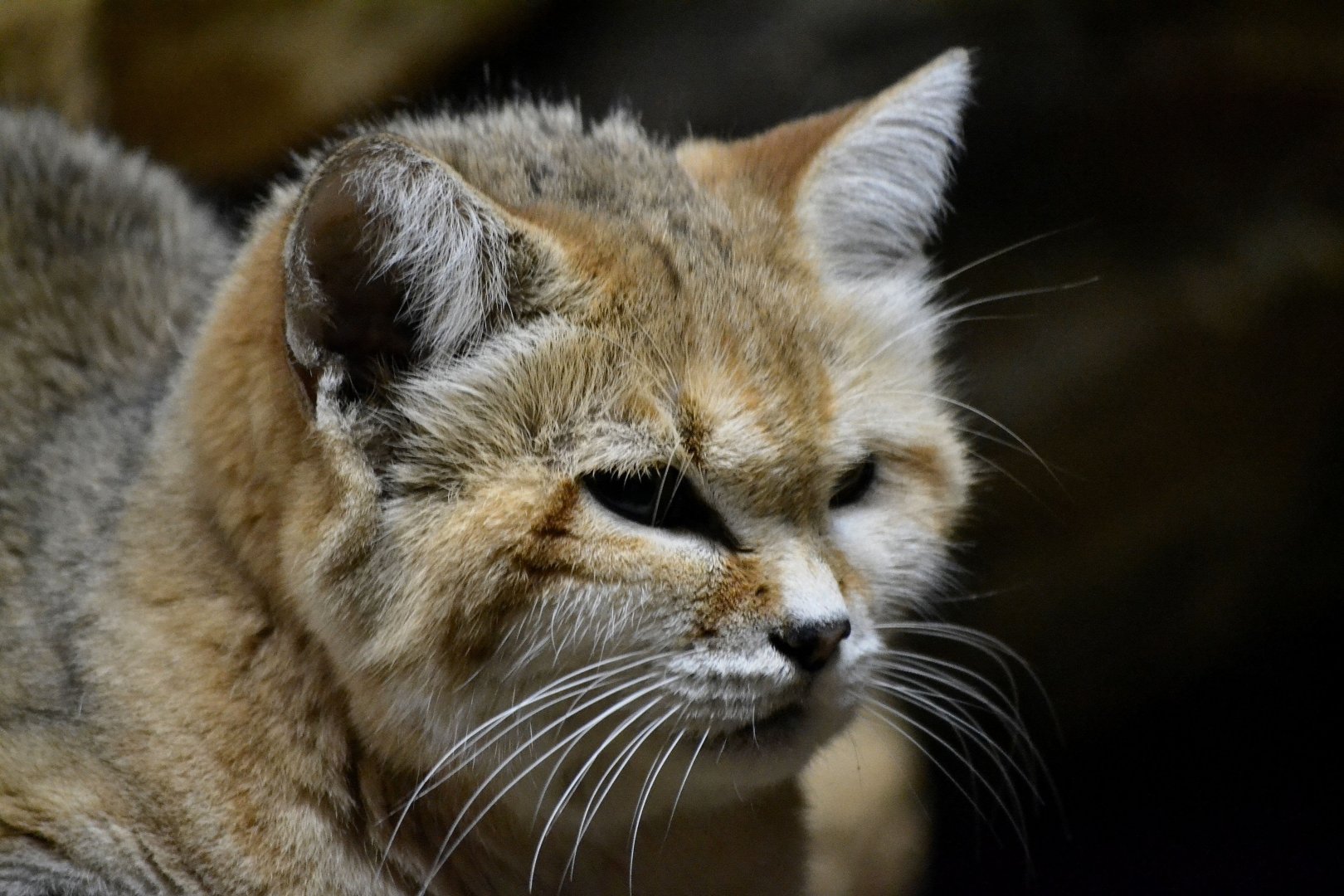 Arabian Sand Cat - September 2016