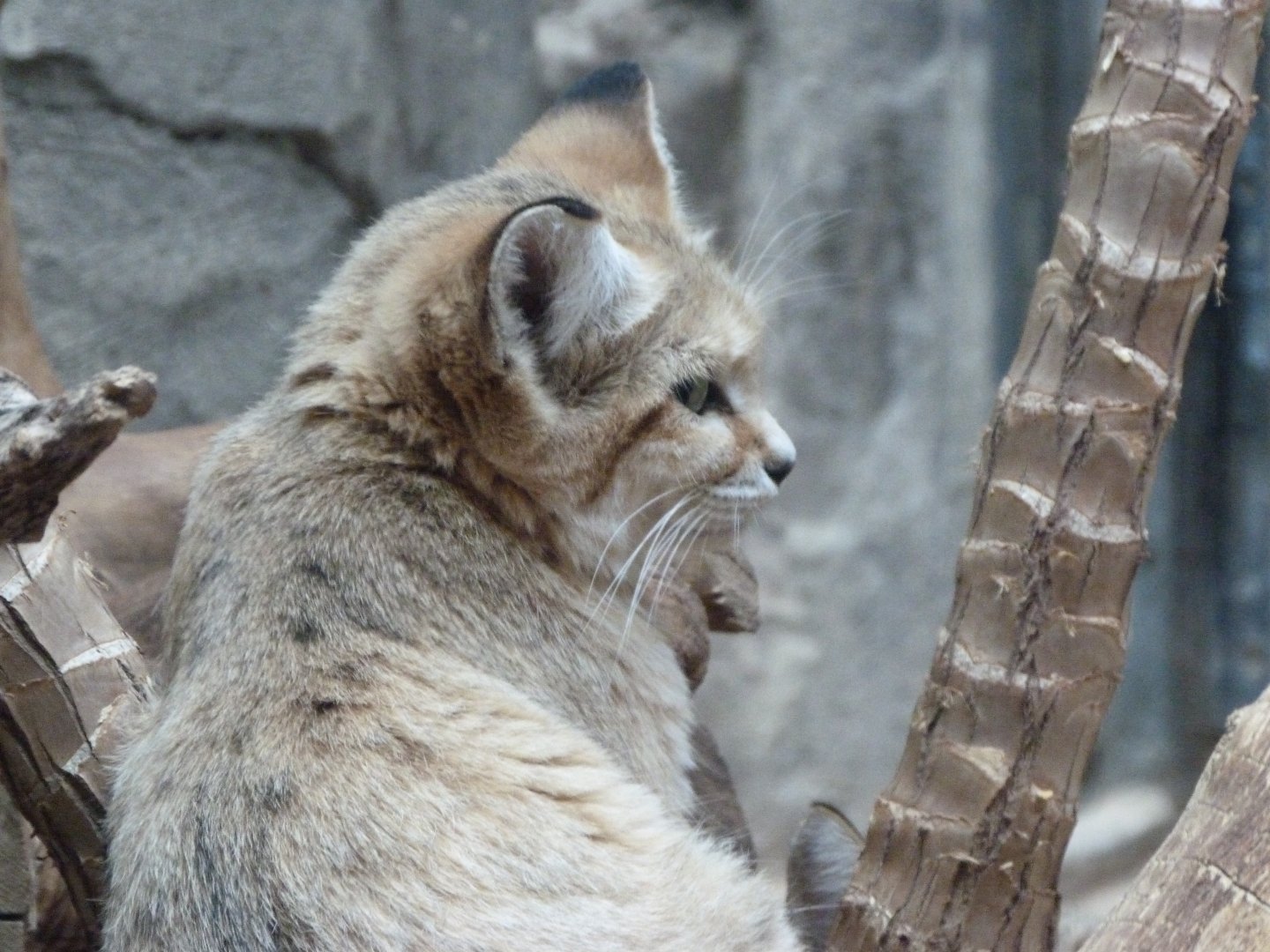 Arabian sand cat -Zoologischer Garten Berlin (2024)