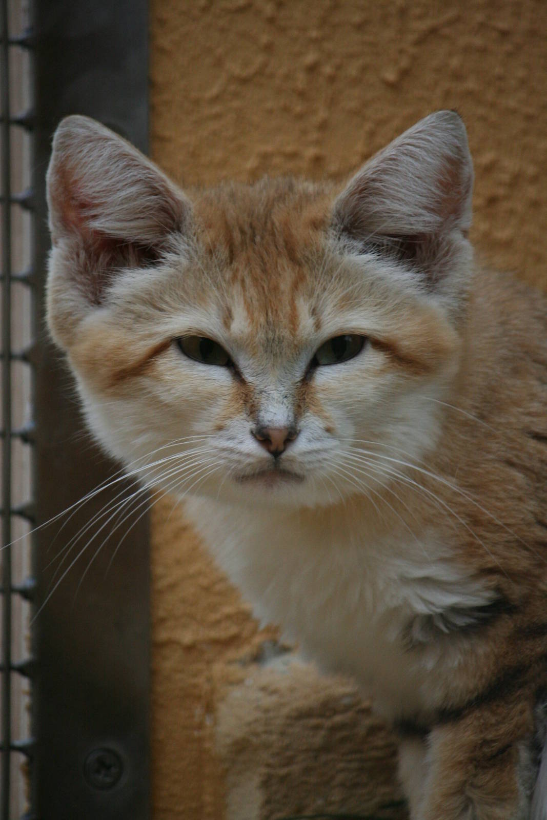 Arabian sand cat