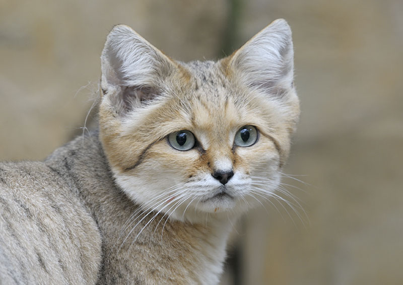 Arabian sand cat