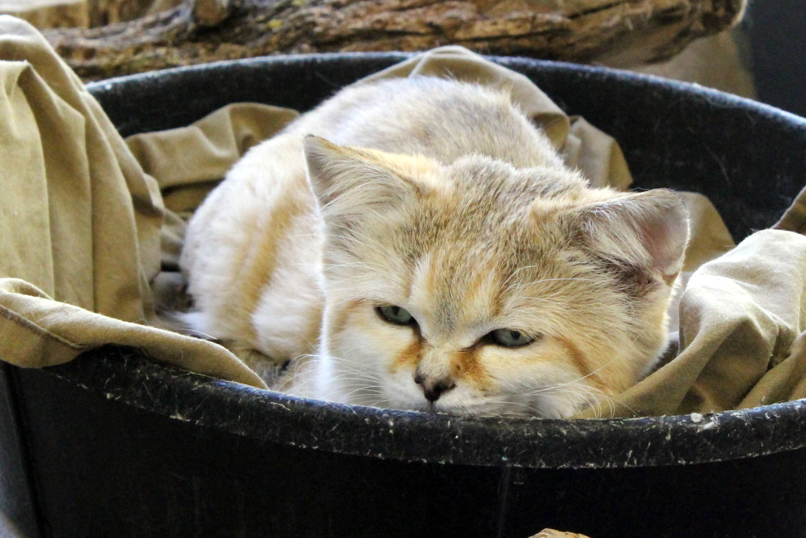 Arabian Sand Cat