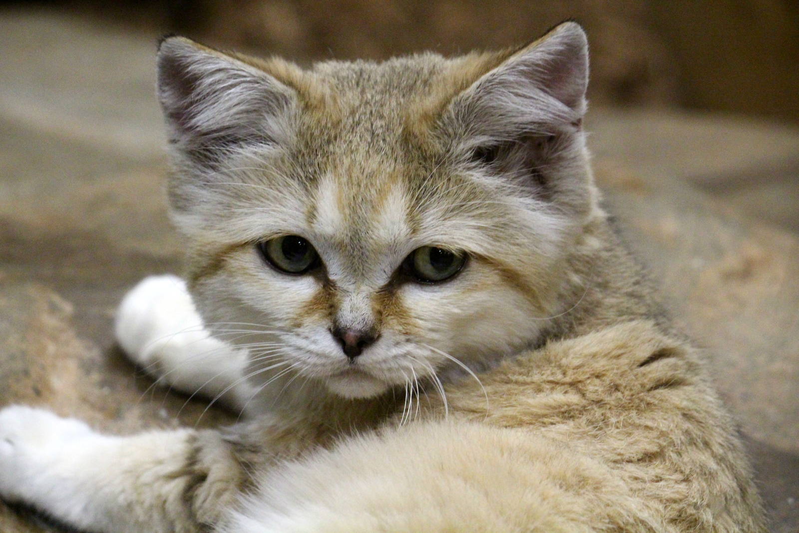 Arabian Sand Cat