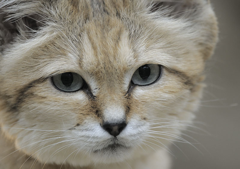 Arabian sand cat