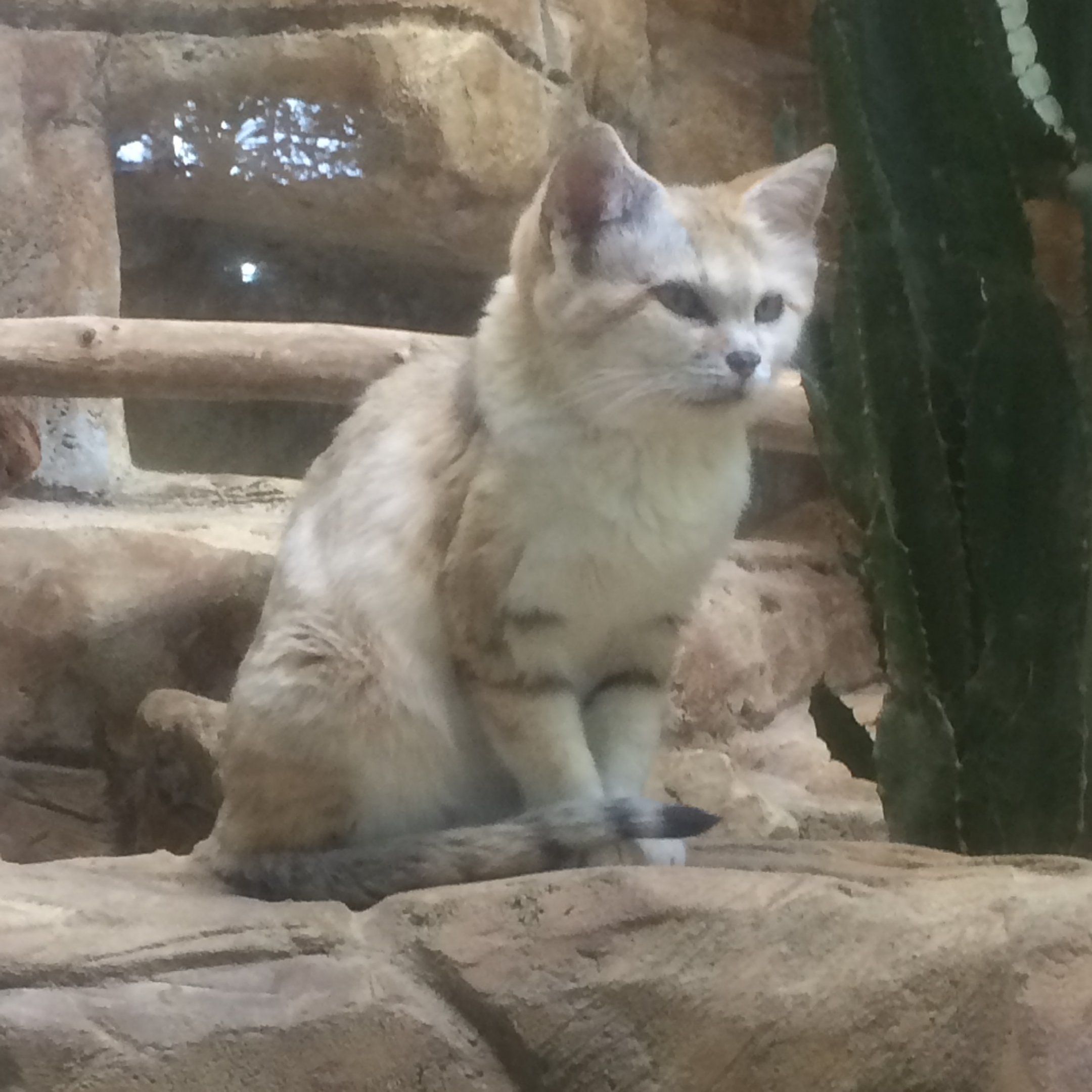 Arabian sand cat