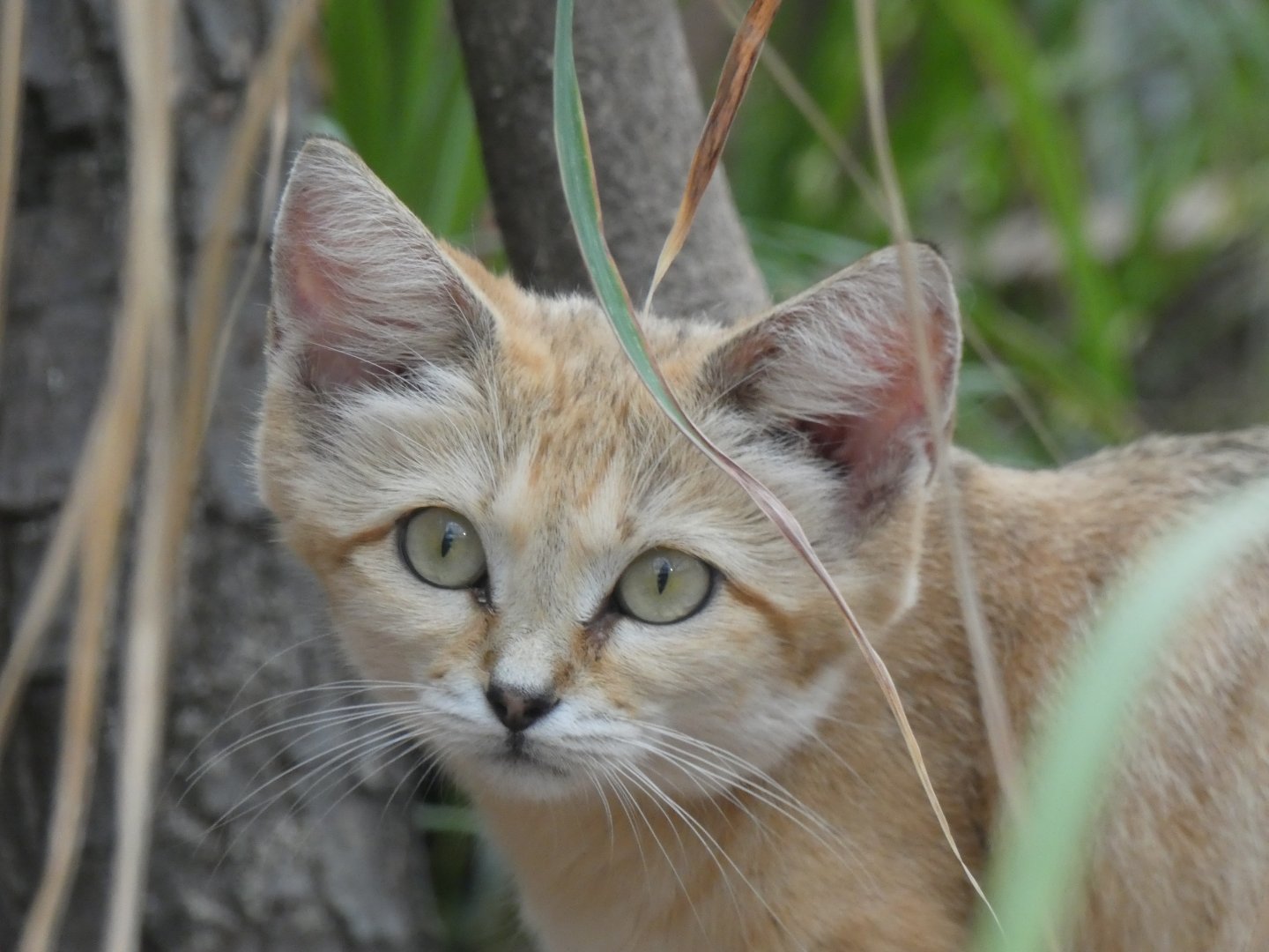 Arabian Sand Cat