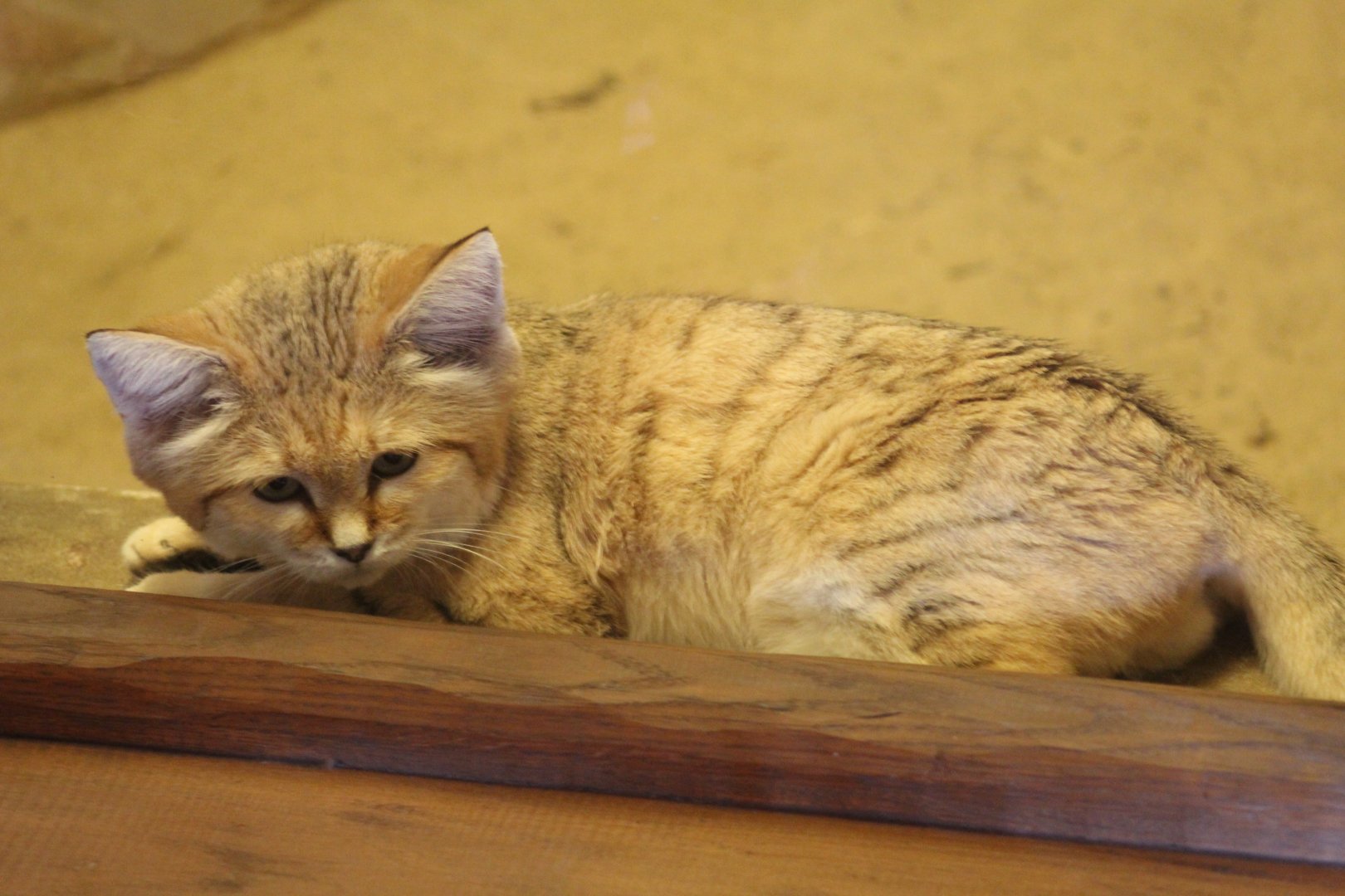 Arabian Sand Cat